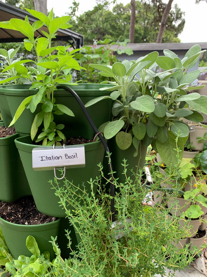 Italian Basil