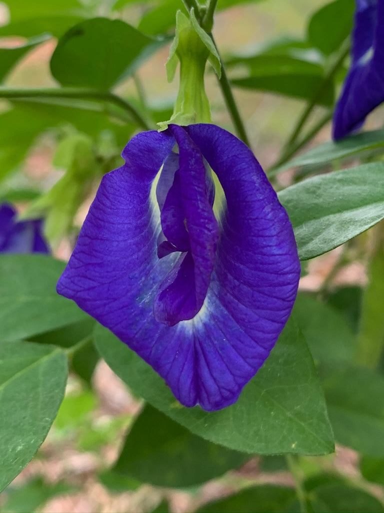 Common Butterfly Pea 1 gal - Live Plant