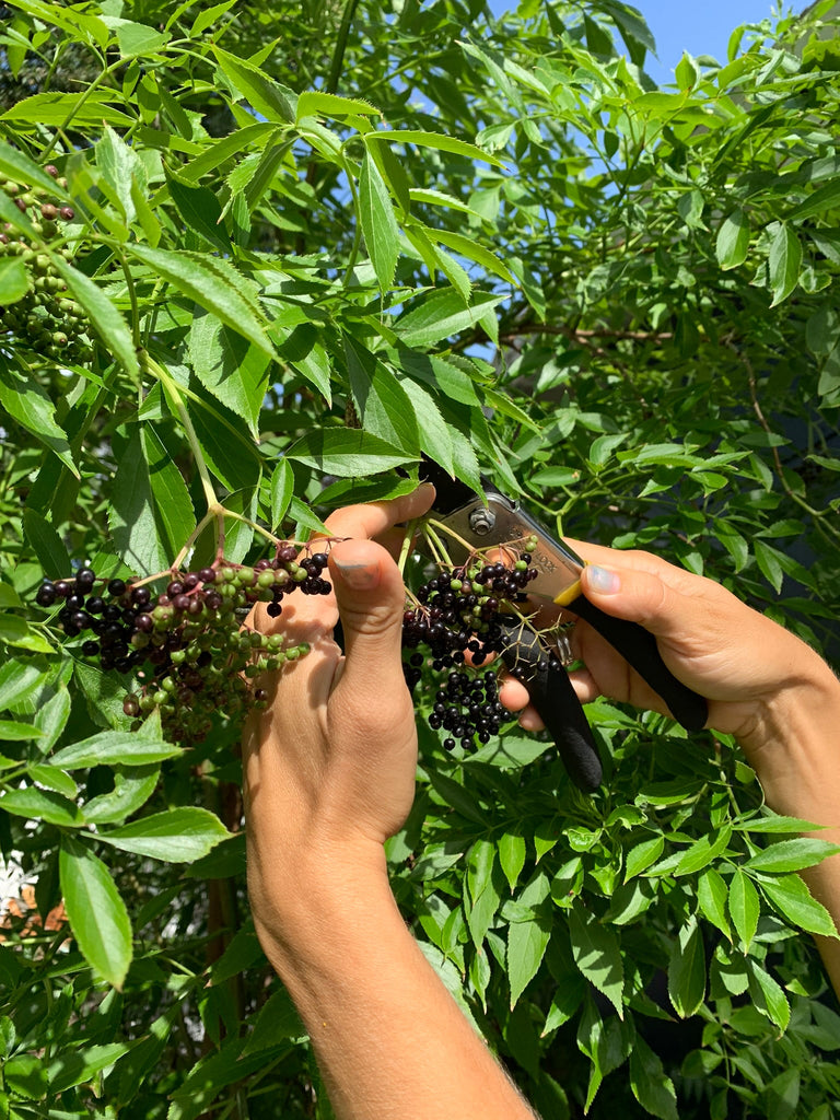 Elderberry 3gal- Live Plant