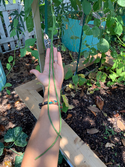 Liana Yardlong Bean