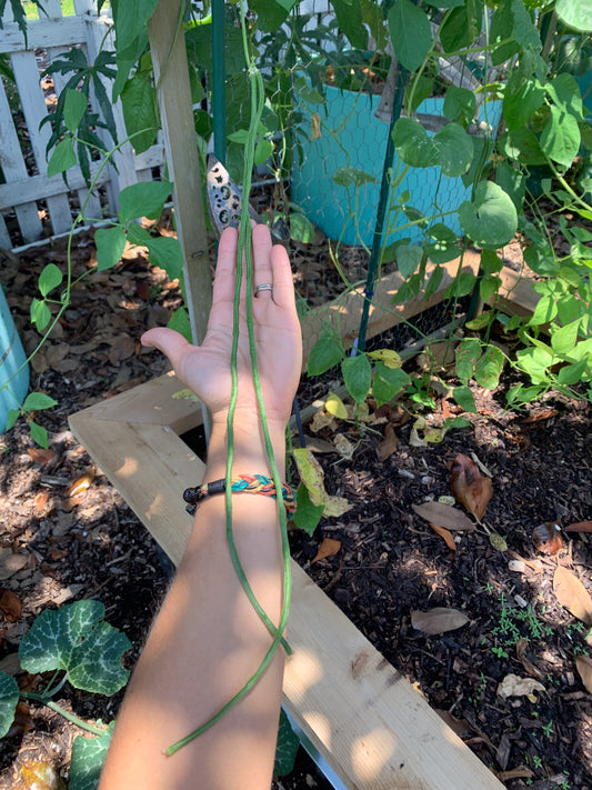 Liana Yardlong Bean