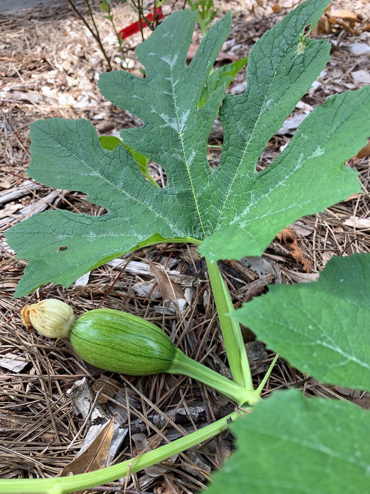 Tatume Squash