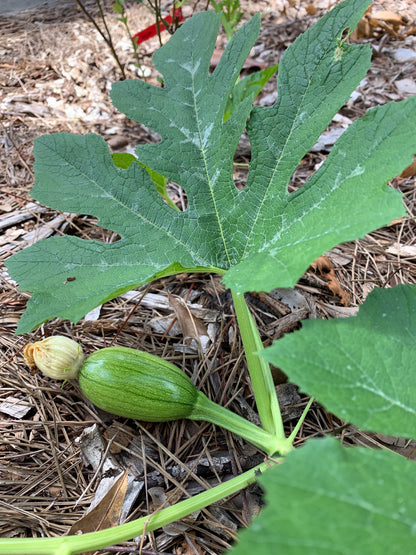 Tatume Squash