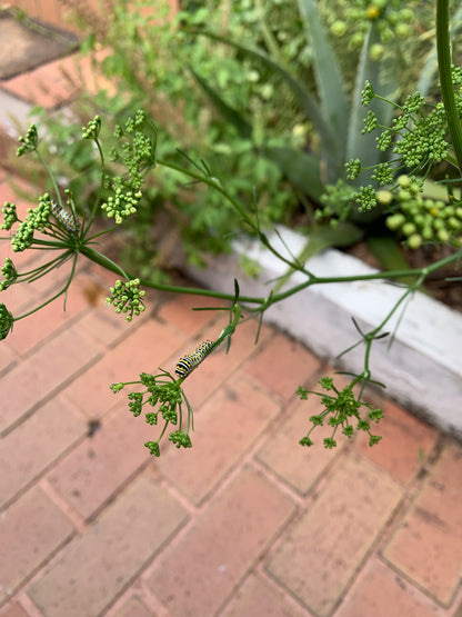 Plain Leaf Parsley