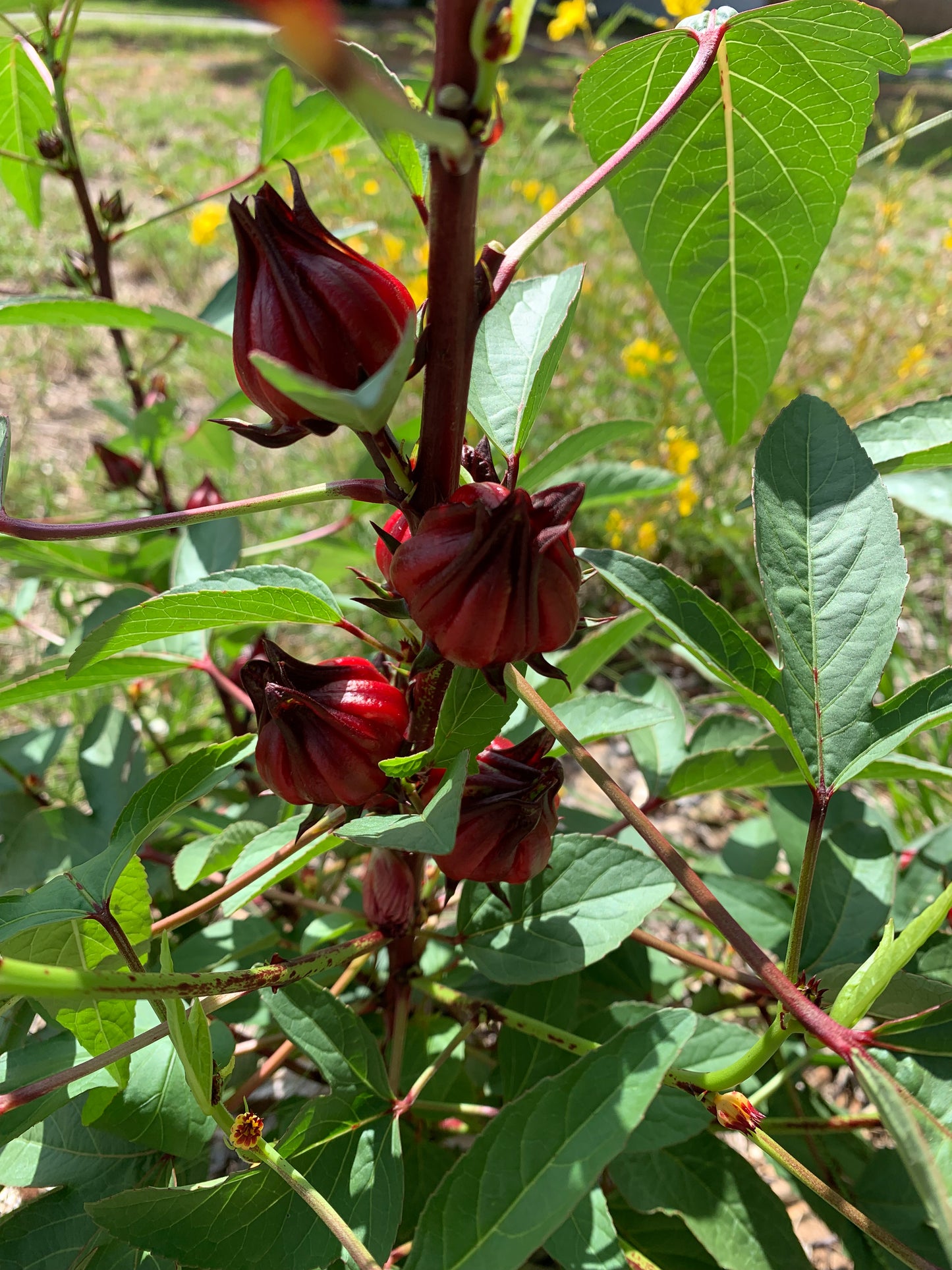 Roselle Thai Red