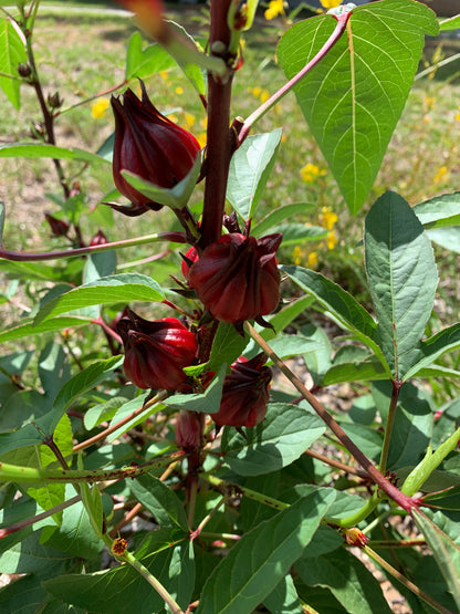 Roselle Thai Red