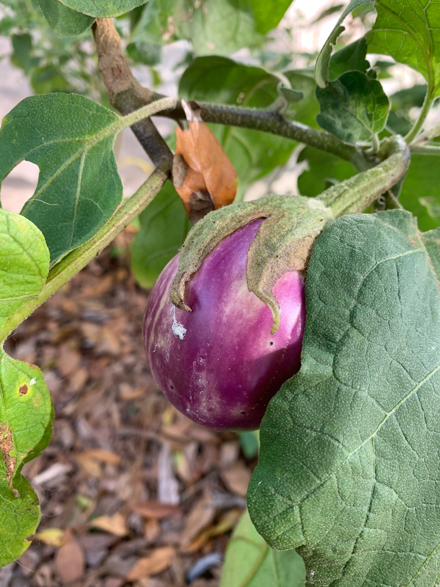 Rosa Bianca Eggplant