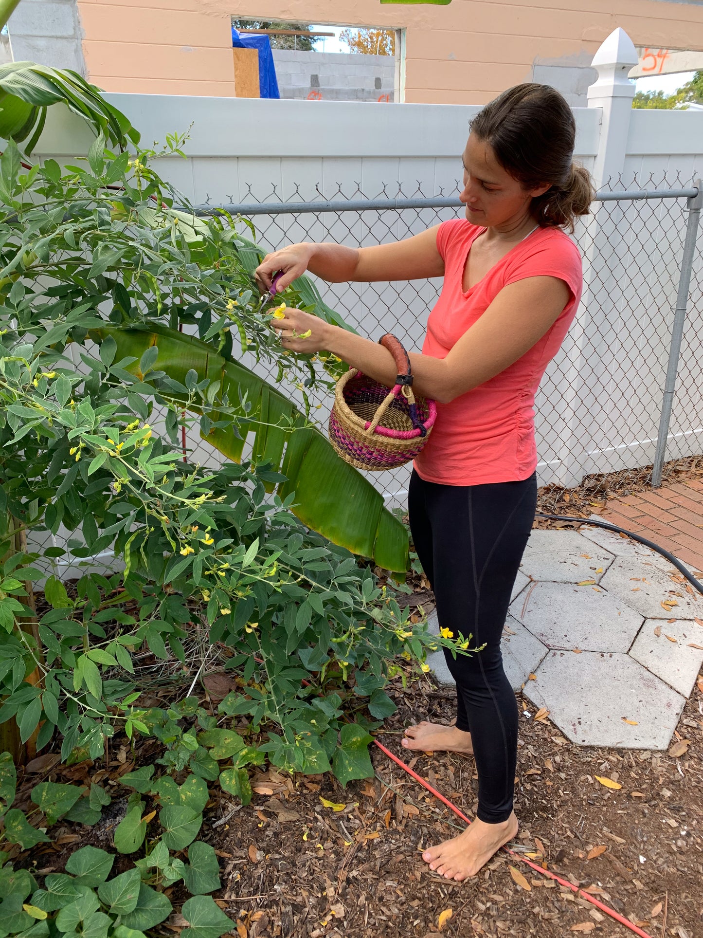 Pigeon Pea