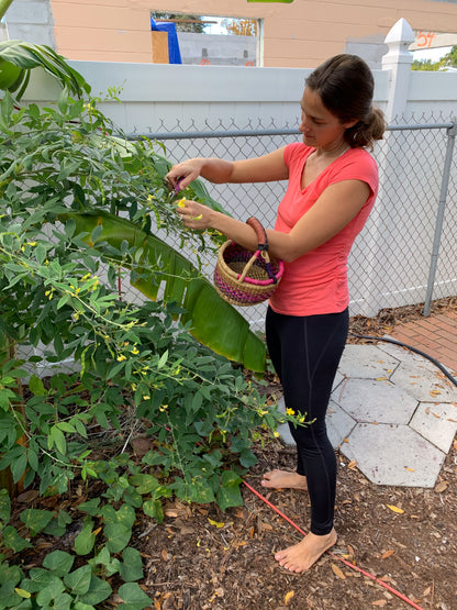 Pigeon Pea