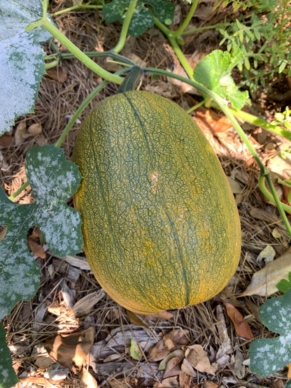Tatume Squash