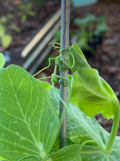 Green Arrow Shell Pea
