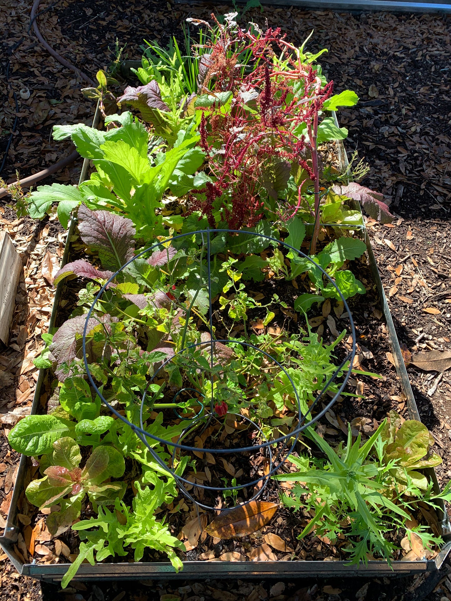 Carolina Broadleaf Mustard