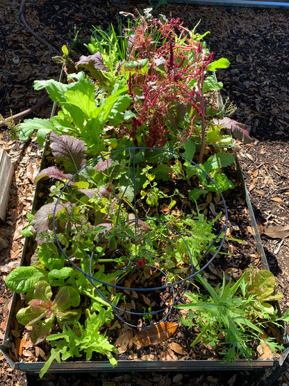 Carolina Broadleaf Mustard