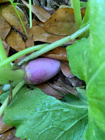 Farmer John's Daikon Radish