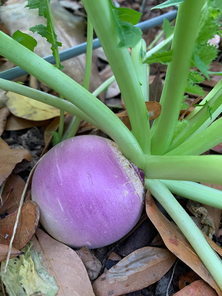 Purple Top White Globe Turnip - Live Plant