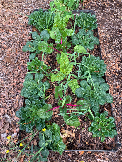 Rainbow Swiss Chard