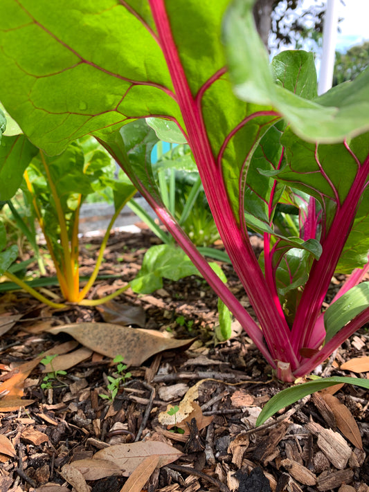 Rainbow Swiss Chard