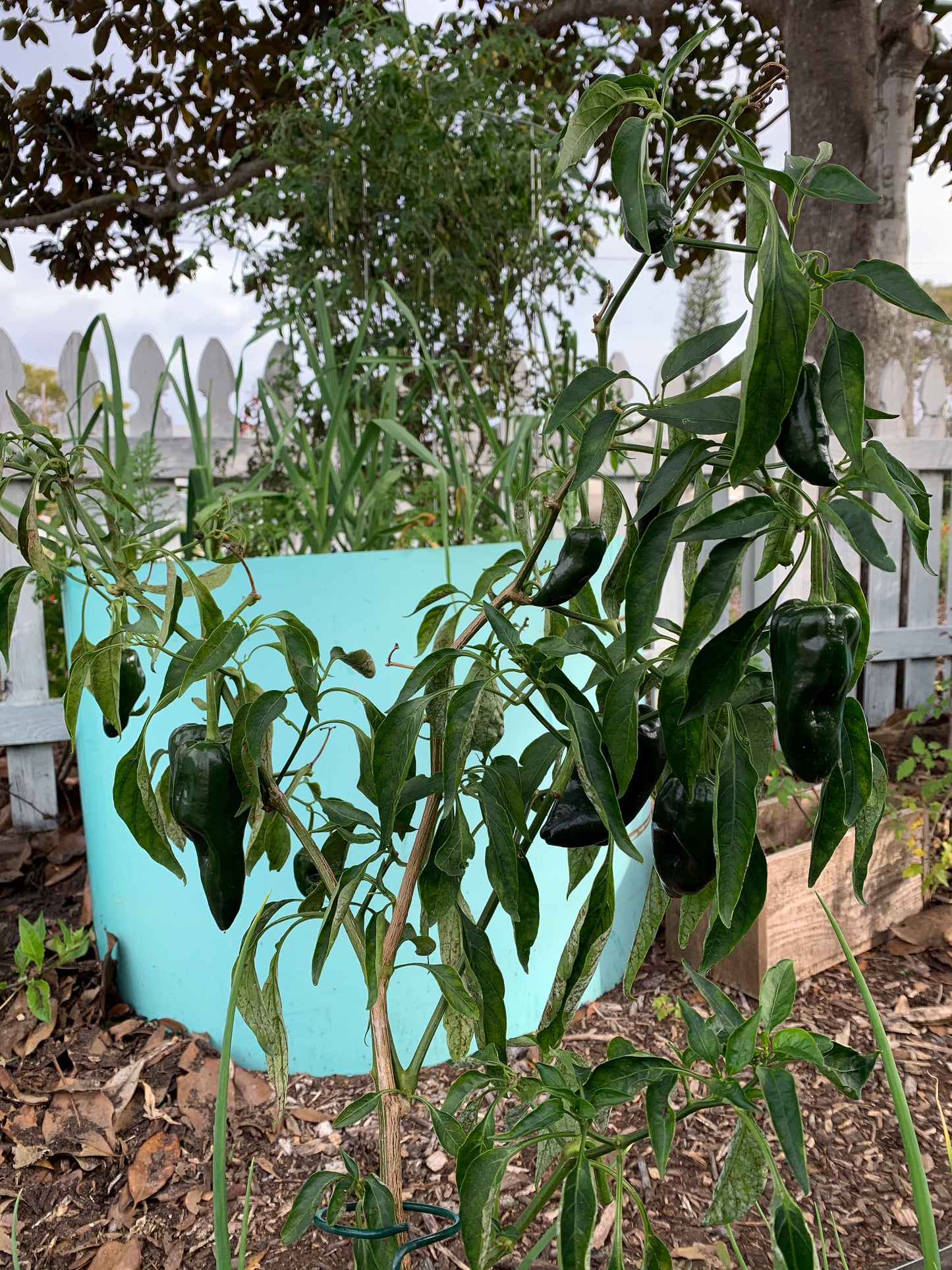 Ancho Poblano Pepper