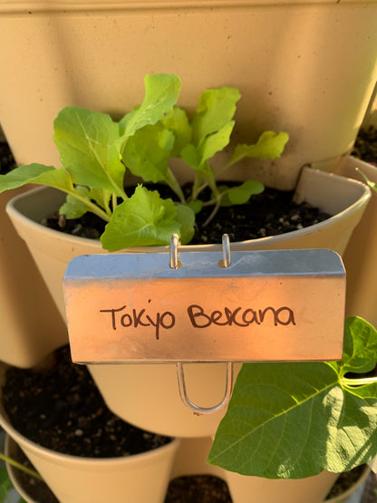 Tokyo Bekana Chinese Cabbage