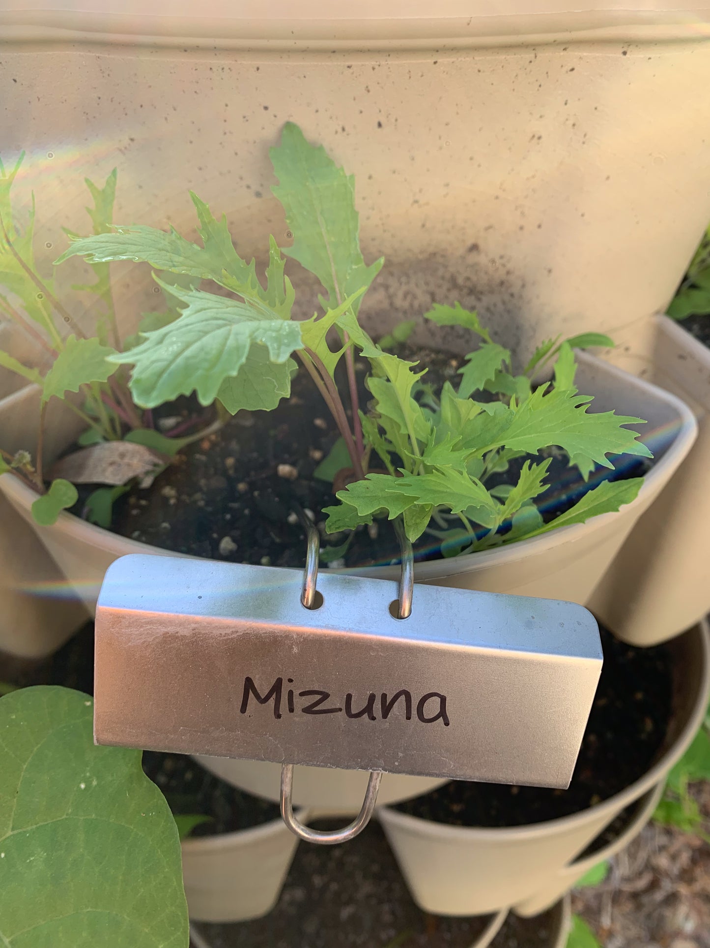 Early Mizuna