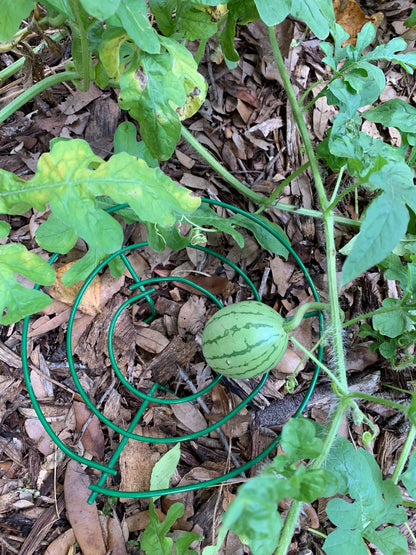 Crimson Sweet Watermelon