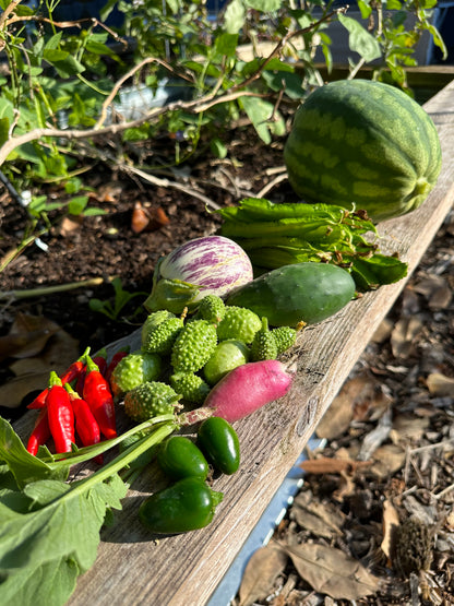 French Breakfast Radish