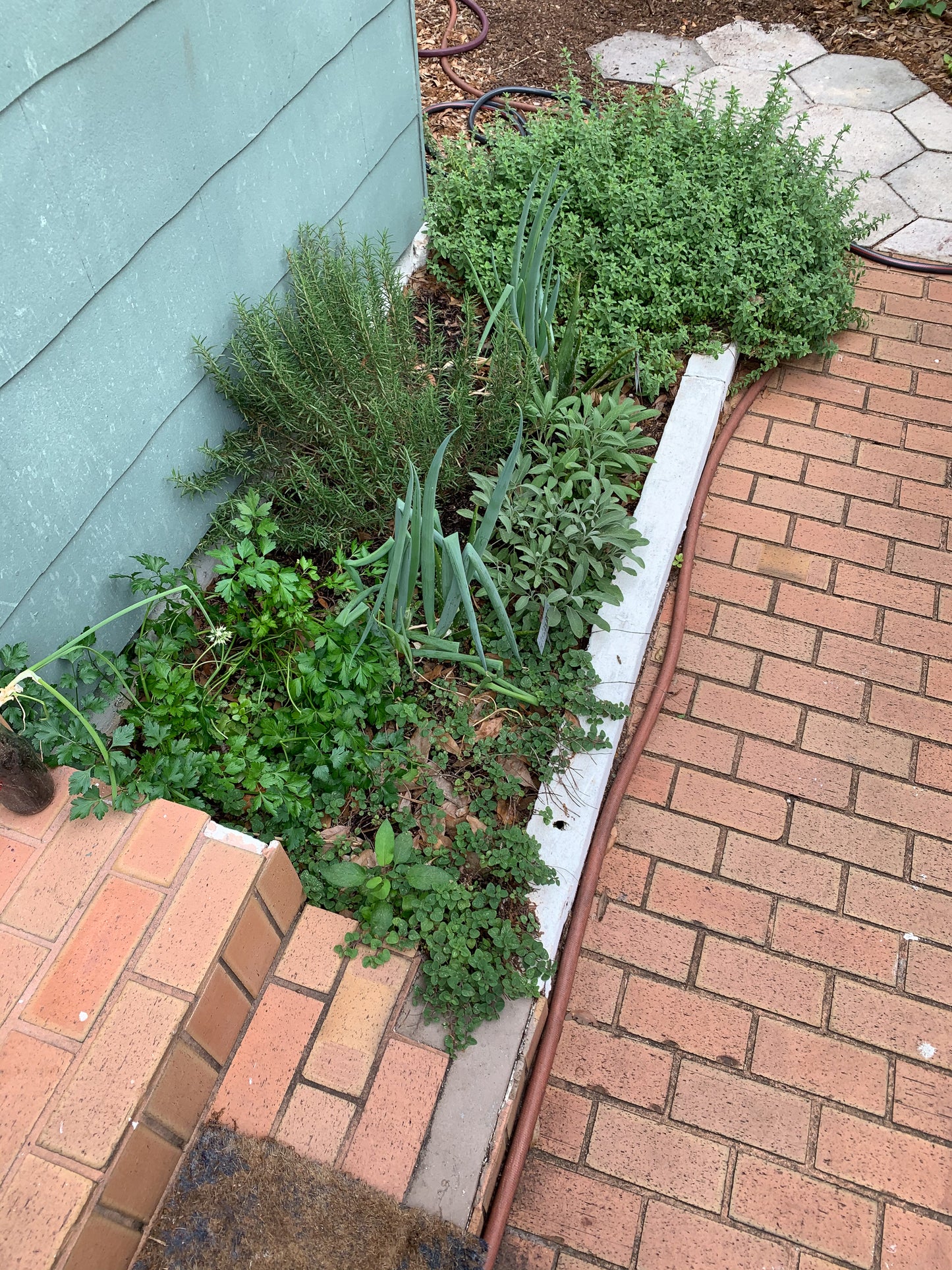 Green Onion
