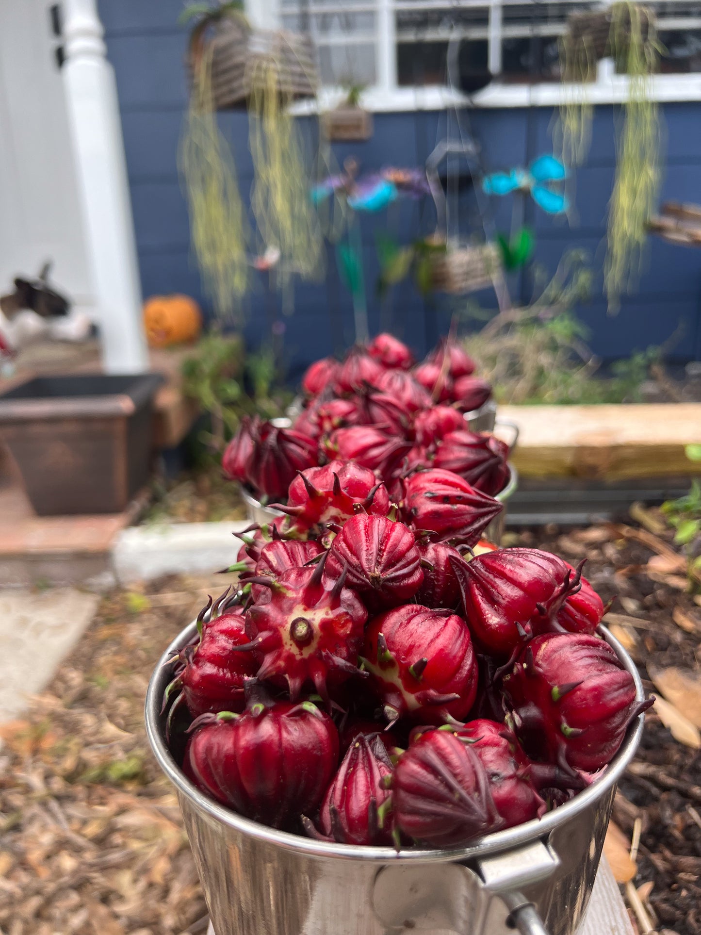Roselle Thai Red