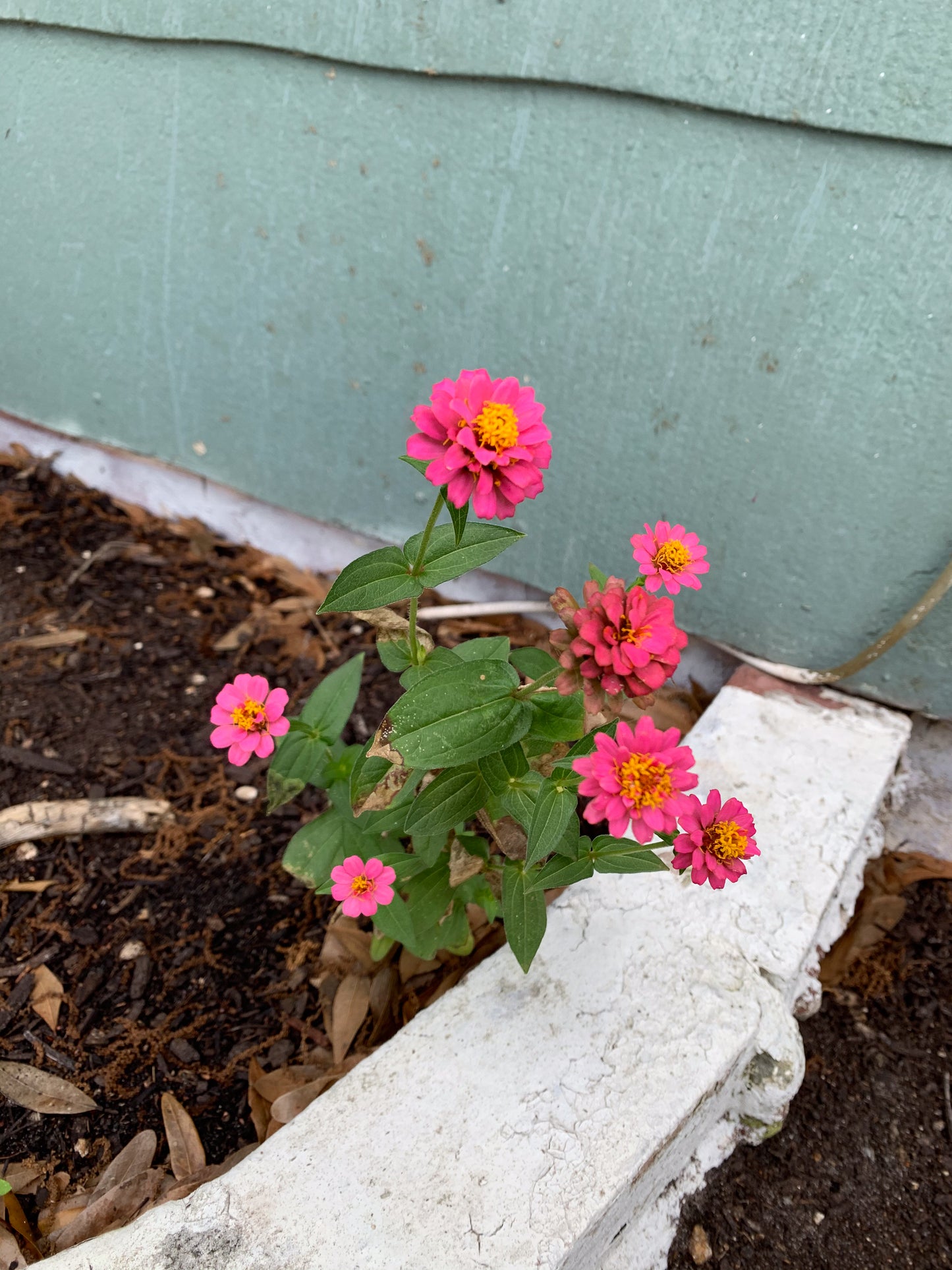 Thumbelina Zinnia