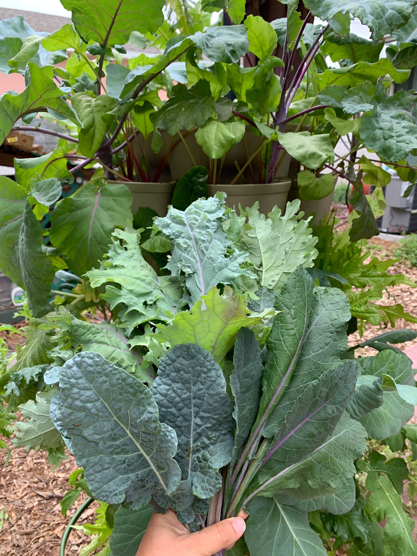 Lacinato Kale