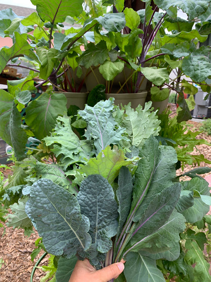 Lacinato Kale