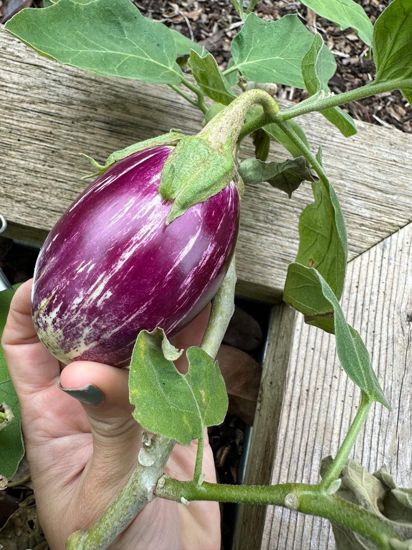 Listada Eggplant