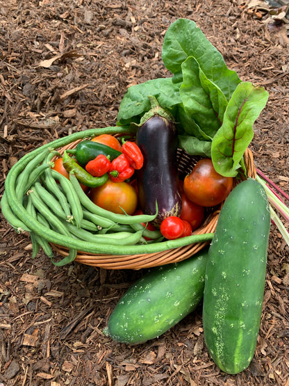 Black Beauty Eggplant