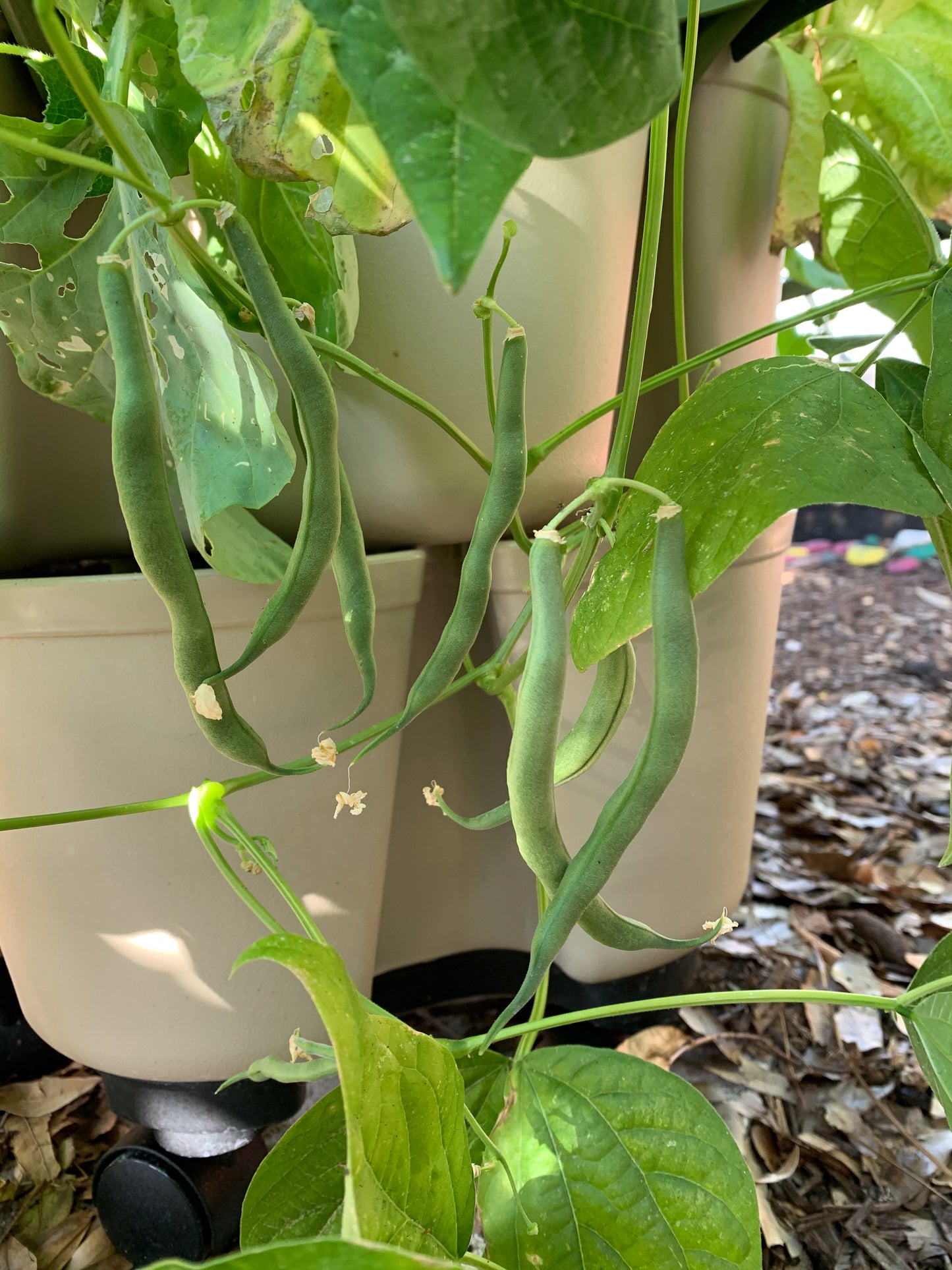 Contender Bush Bean
