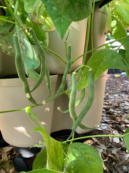 Contender Bush Bean