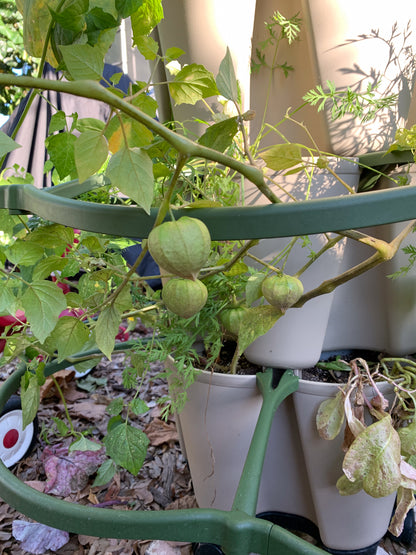 Tomate Verde Tomatillo