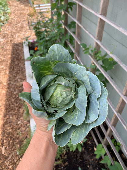 Golden Acre Cabbage