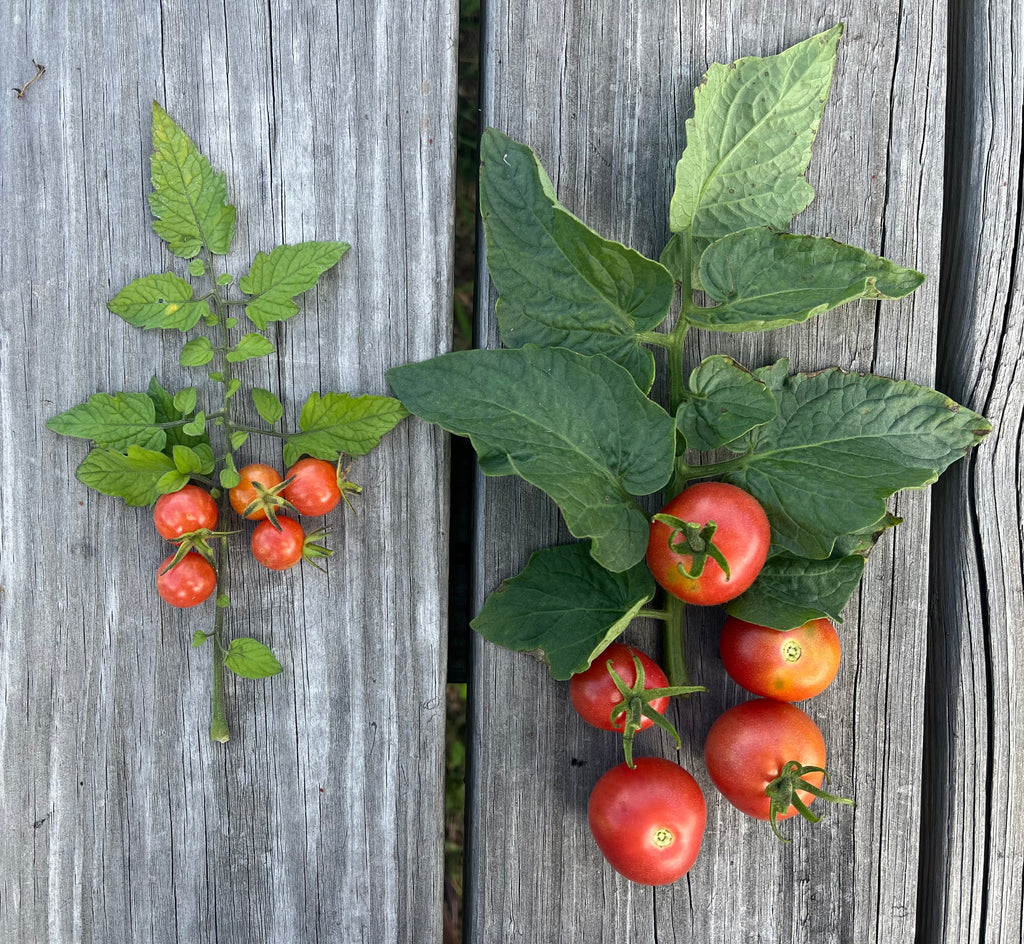 Improved Everglades Tomato - Live Plant