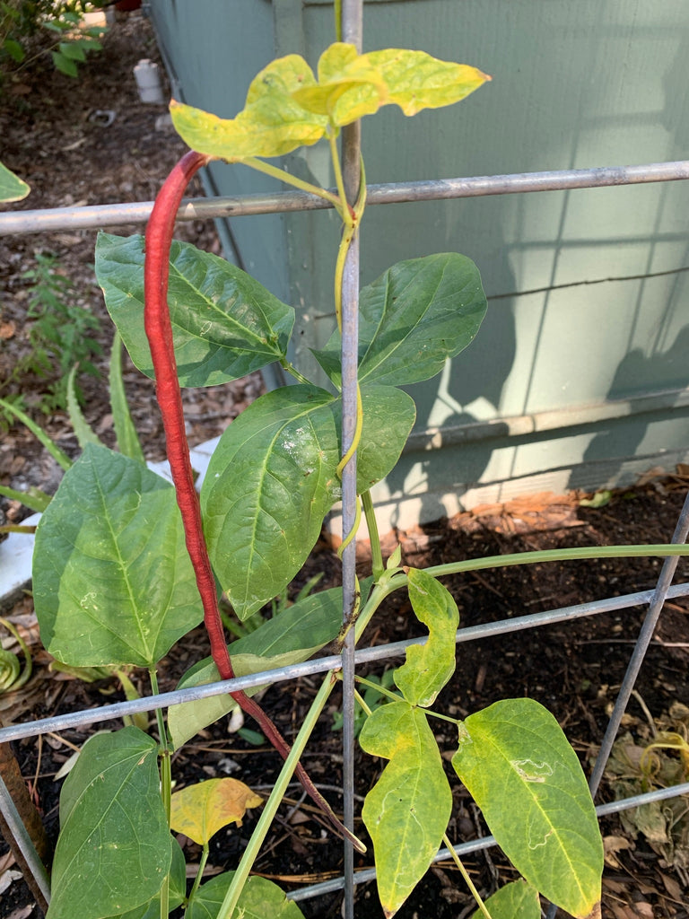 Red Noodle Yard Long Bean