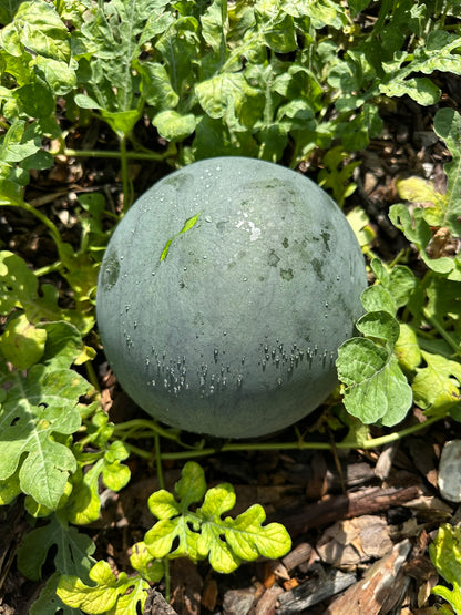 Sugar Baby Watermelon