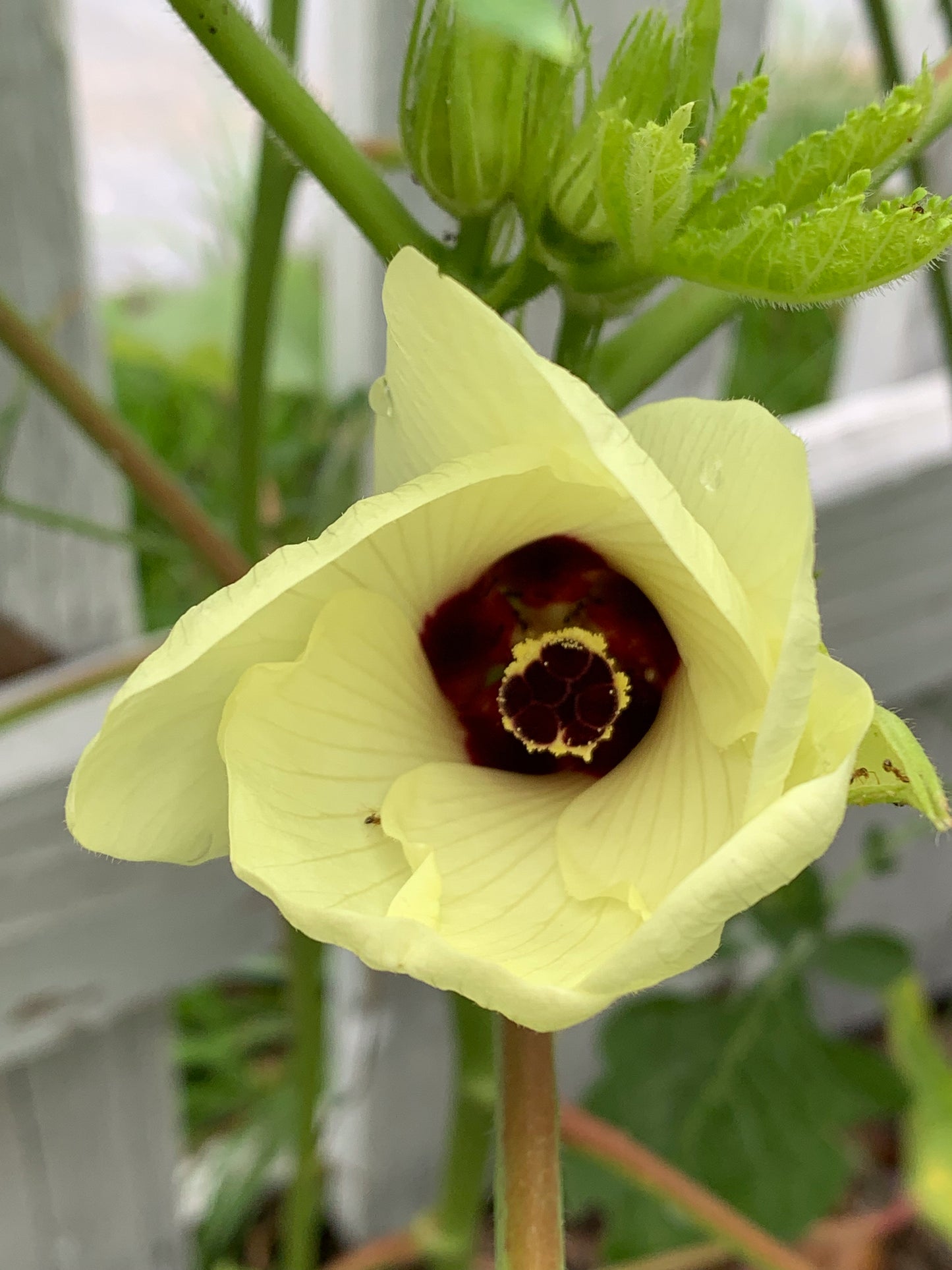 Bowling Red Okra