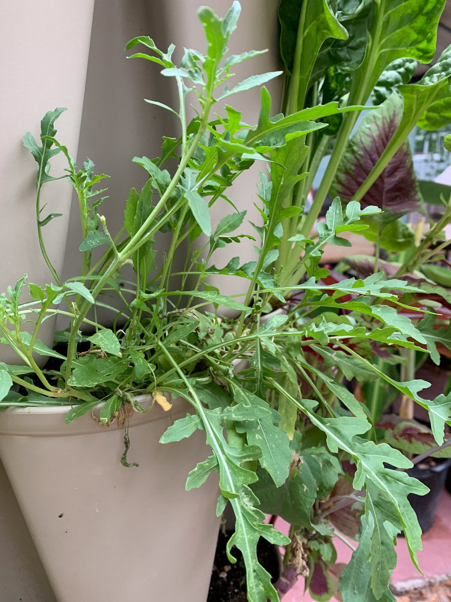 Arugula