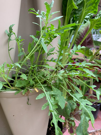 Arugula
