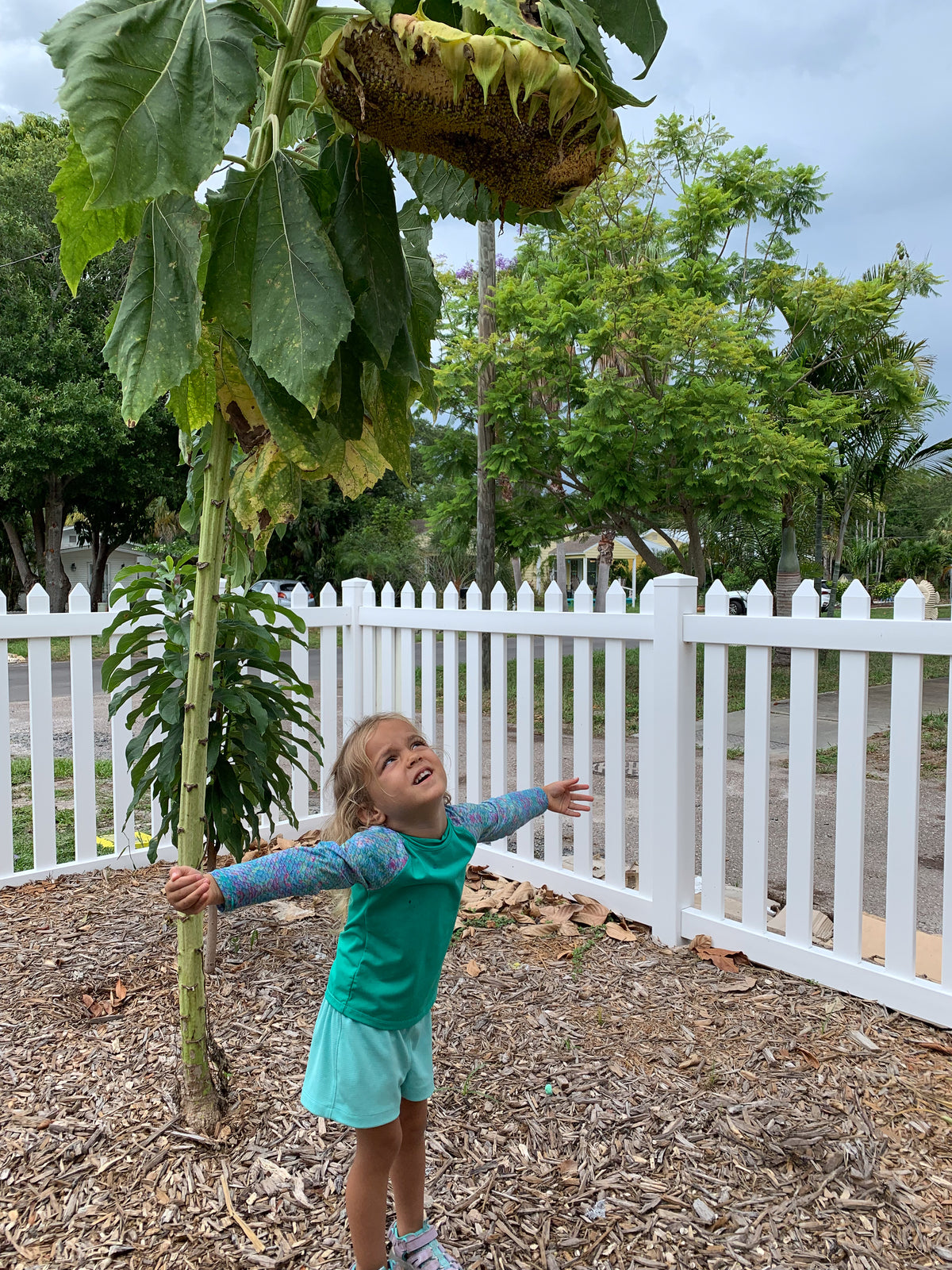 Mammoth Sunflower