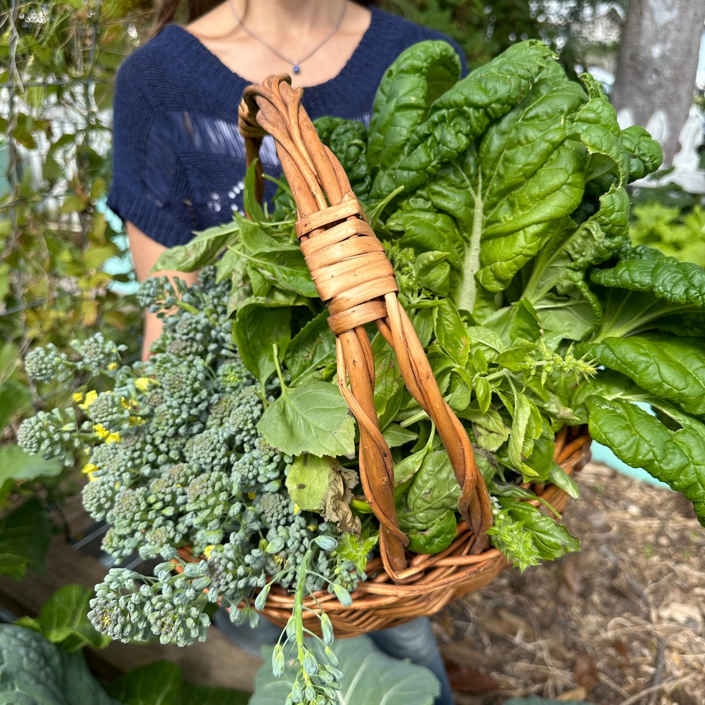 Calabrese Broccoli
