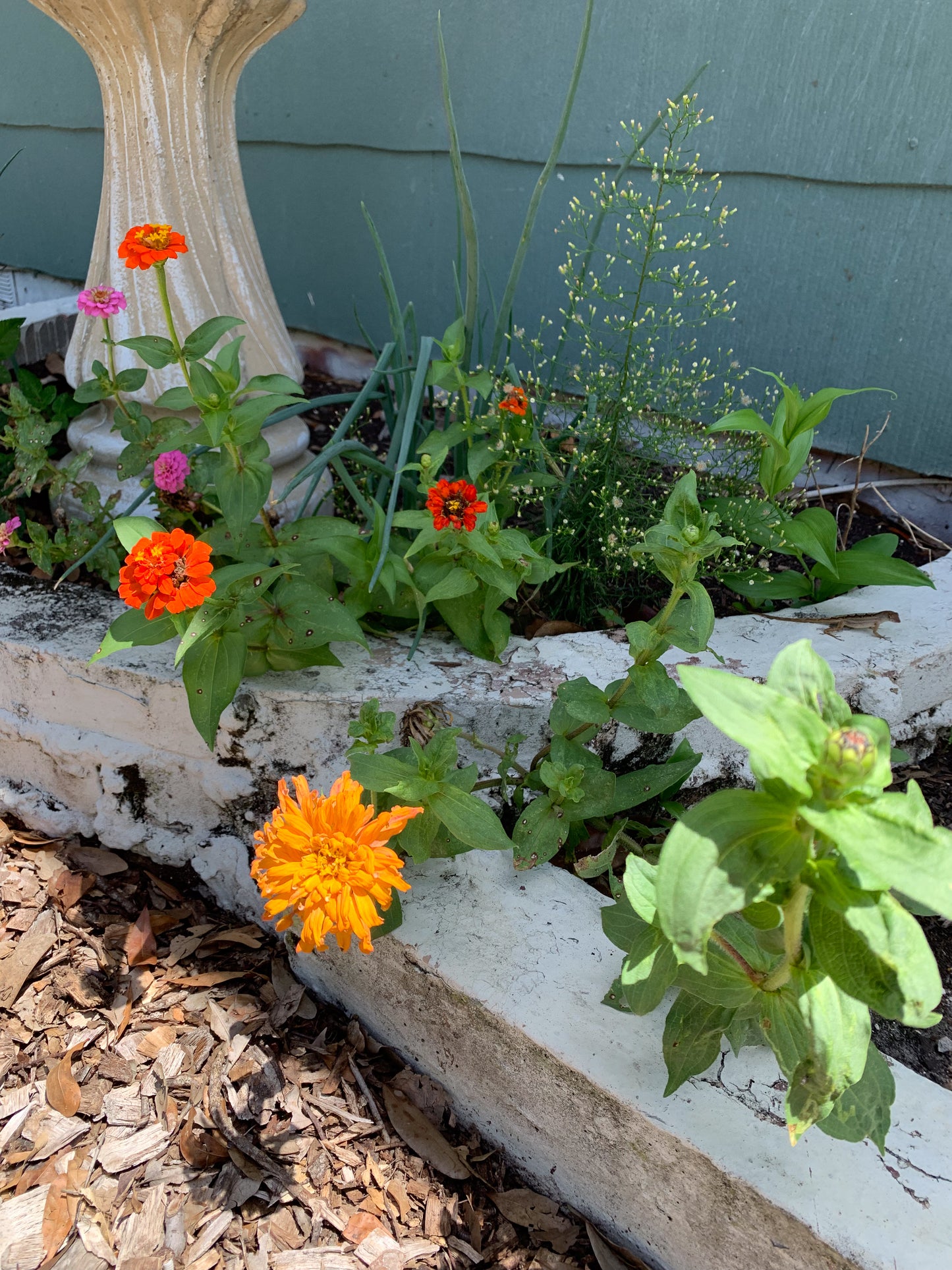 State Fair Zinnia