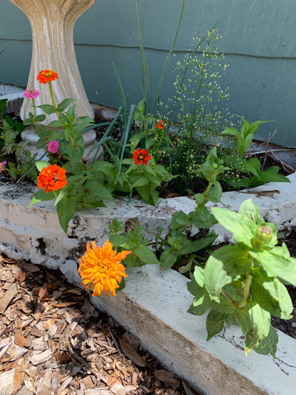 State Fair Zinnia