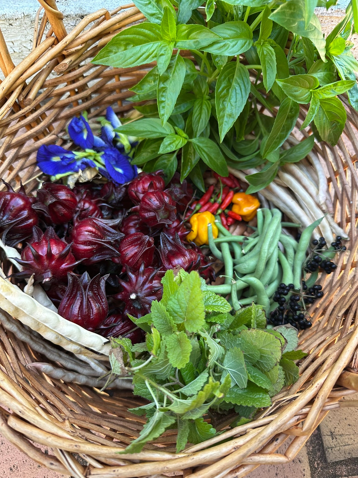 Italian Basil