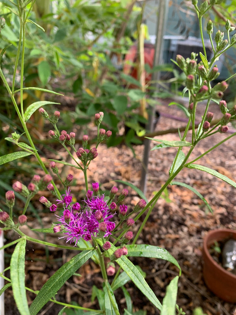 Ironweed - Live Plant