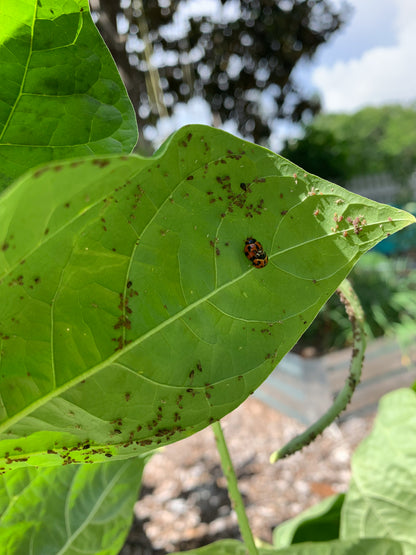 Pinkeye Purplehull Cowpea